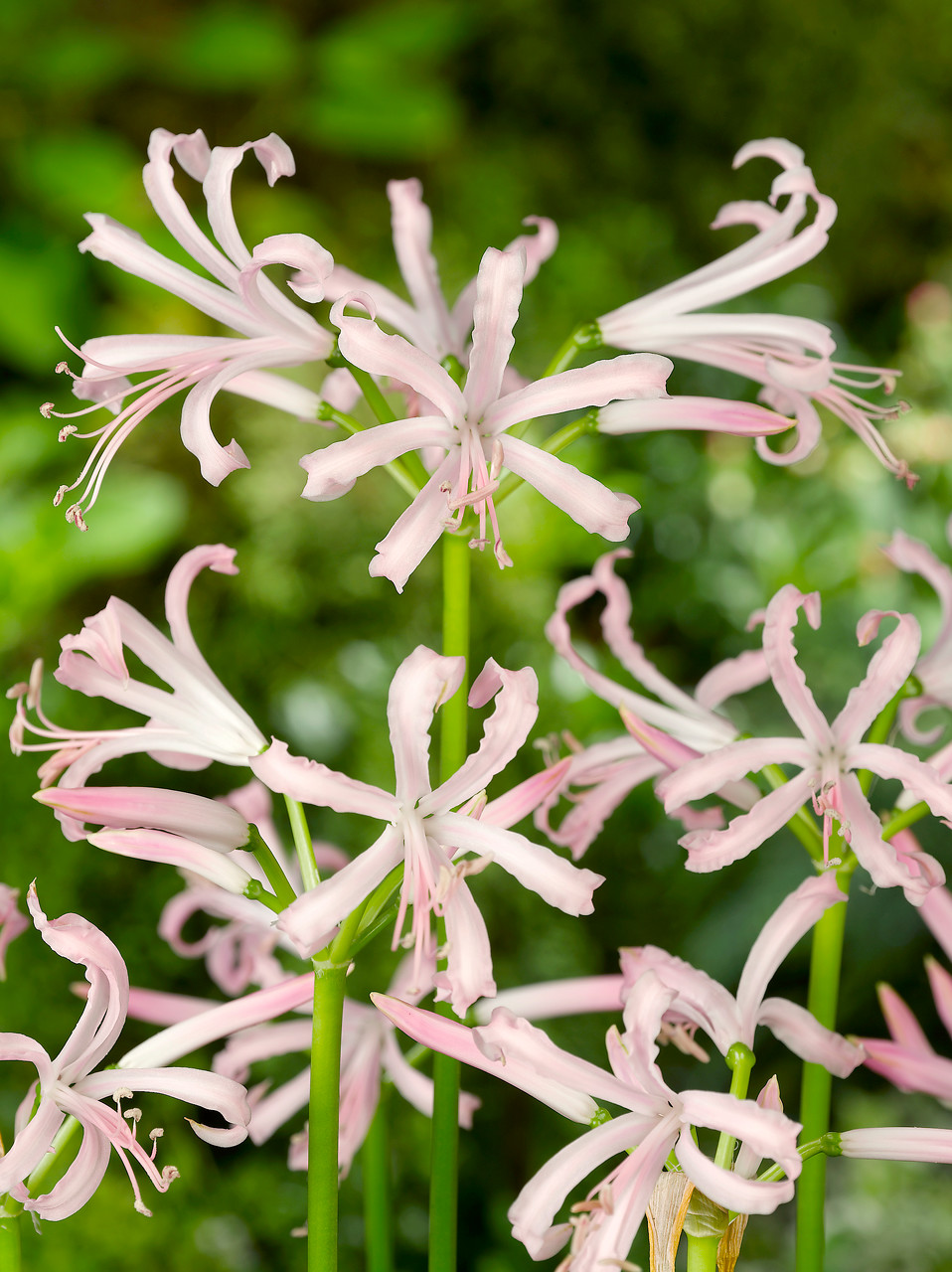Nerine