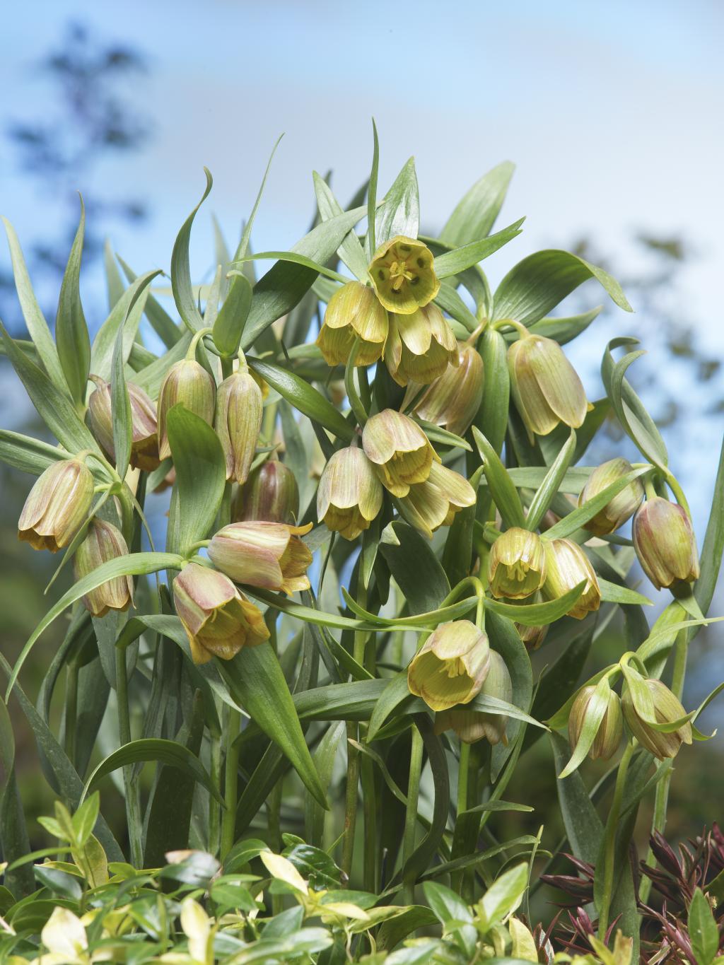 Fritillaria-pontica