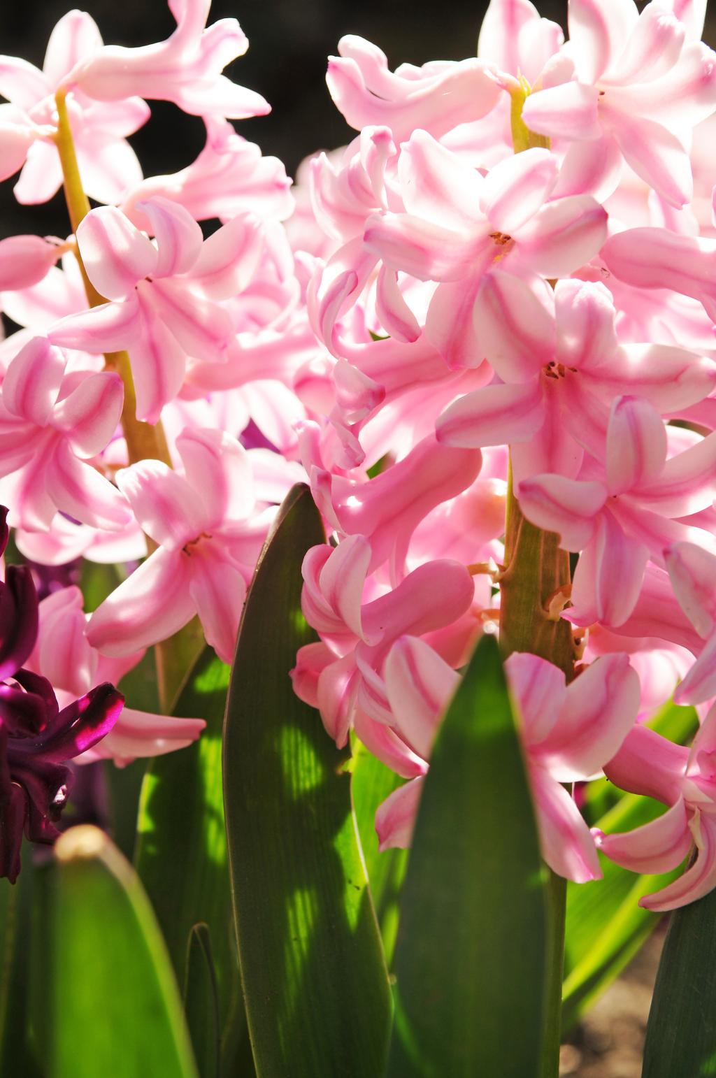 Hyacinthus