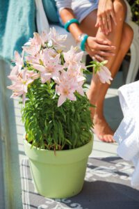 Rosa liljer i potte