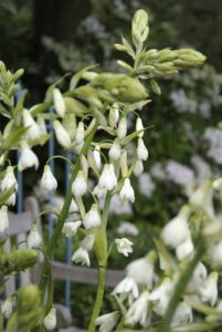 Hvide sommerblomstrende løg (sommerhyacint)