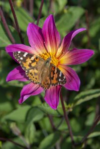 Pink Dahlia med sommerfugl