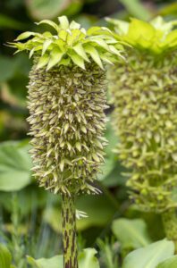 Nærbillede Eucomis sommerblomstløg (biodiversitet)