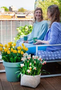 Balkon blomsterløg i potter. Påskeliljer og gule tulipaner.