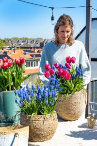 Tagterrasse med krukker med blå druer og lyserøde tulipaner.
